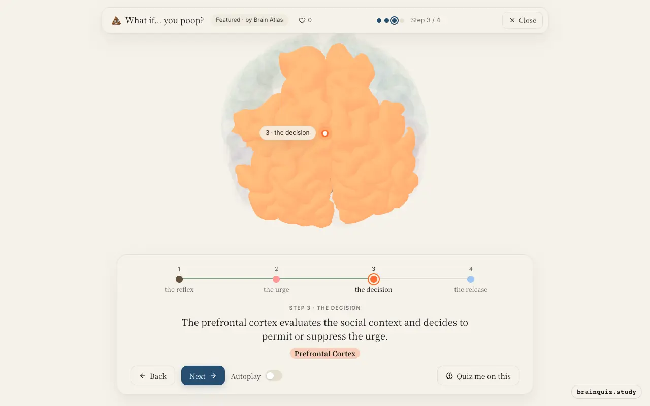 Step 3 of what happens in your brain when you poop: Brainstem, Insula, Prefrontal Cortex lit on the Brain Atlas 3D brain