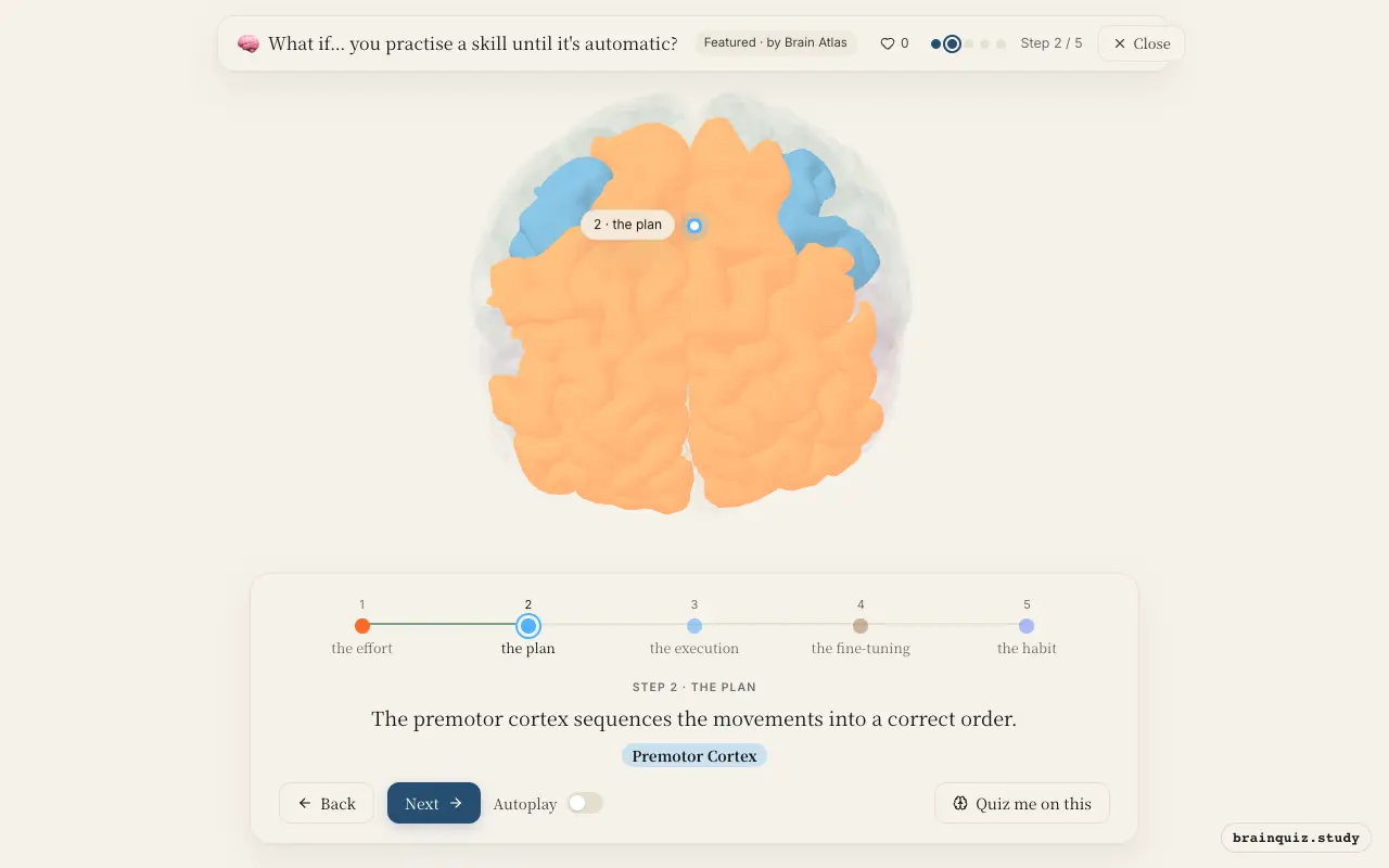 Step 2 of what happens in your brain when you practise a skill until it's automatic: Prefrontal Cortex, Premotor Cortex lit on the Brain Atlas 3D brain