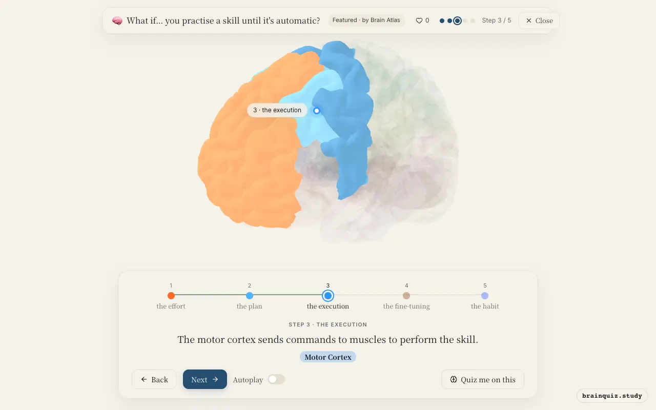 Step 3 of what happens in your brain when you practise a skill until it's automatic: Prefrontal Cortex, Premotor Cortex, Motor Cortex lit on the Brain Atlas 3D brain
