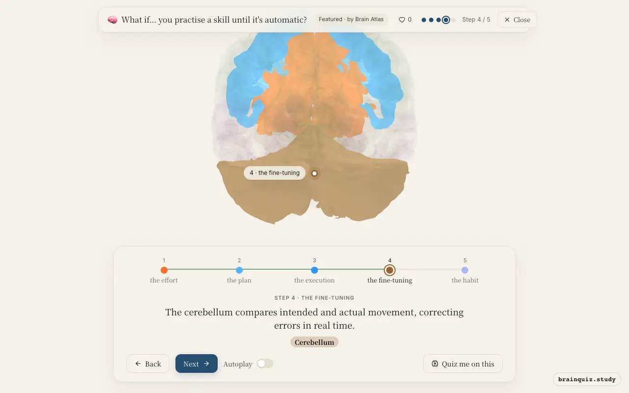 Step 4 of what happens in your brain when you practise a skill until it's automatic: Prefrontal Cortex, Premotor Cortex, Motor Cortex, Cerebellum lit on the Brain Atlas 3D brain
