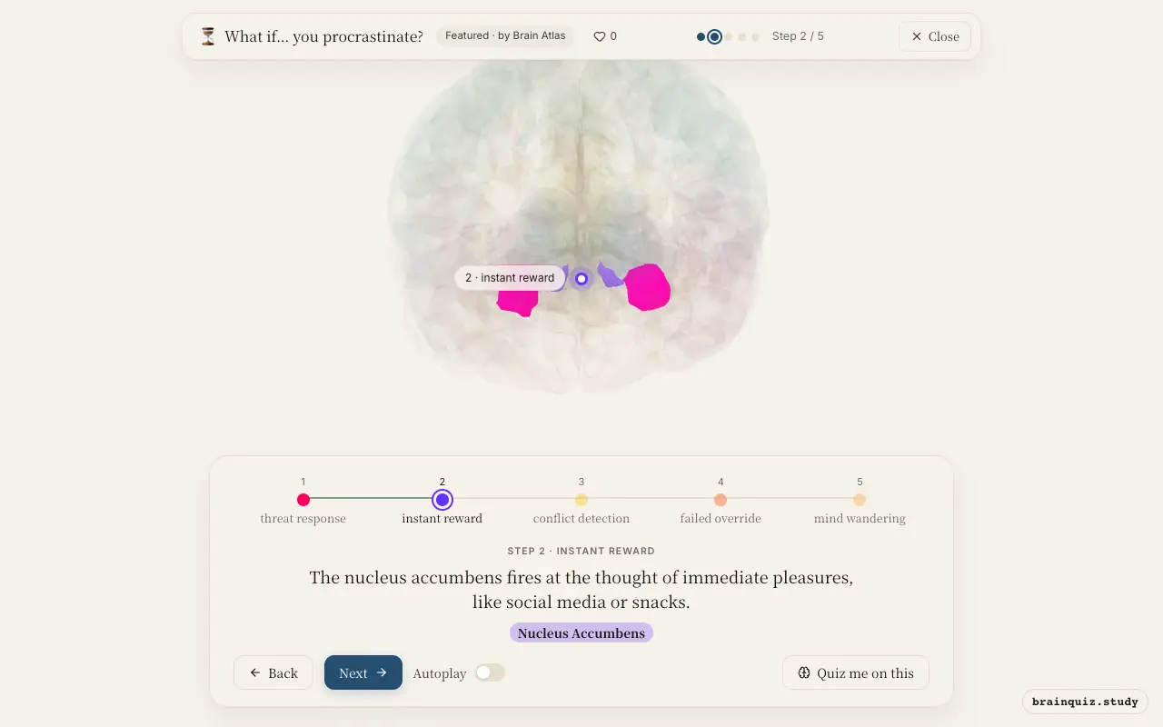 Step 2 of what happens in your brain when you procrastinate: Amygdala, Nucleus Accumbens lit on the Brain Atlas 3D brain