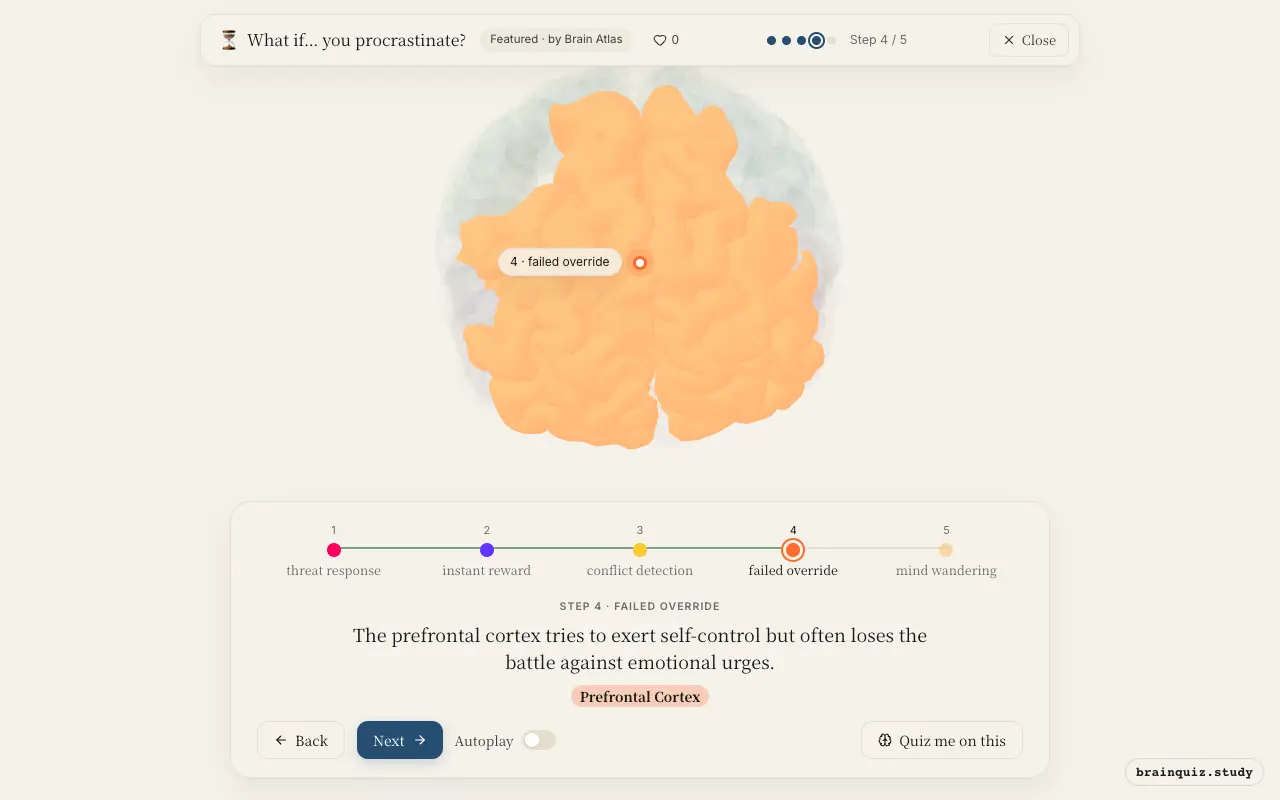 Step 4 of what happens in your brain when you procrastinate: Amygdala, Nucleus Accumbens, Anterior Cingulate Cortex, Prefrontal Cortex lit on the Brain Atlas 3D brain