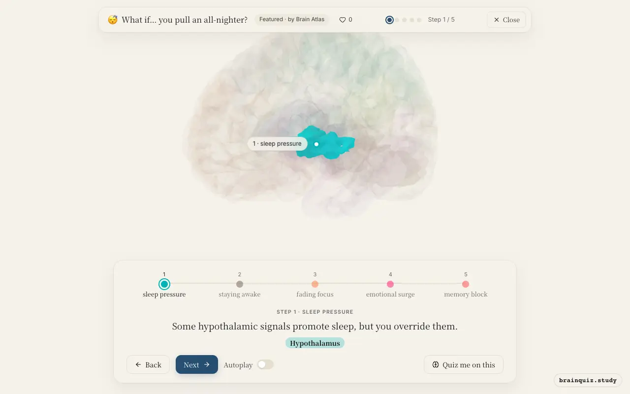 Step 1 of what happens in your brain when you pull an all-nighter: Hypothalamus lit on the Brain Atlas 3D brain