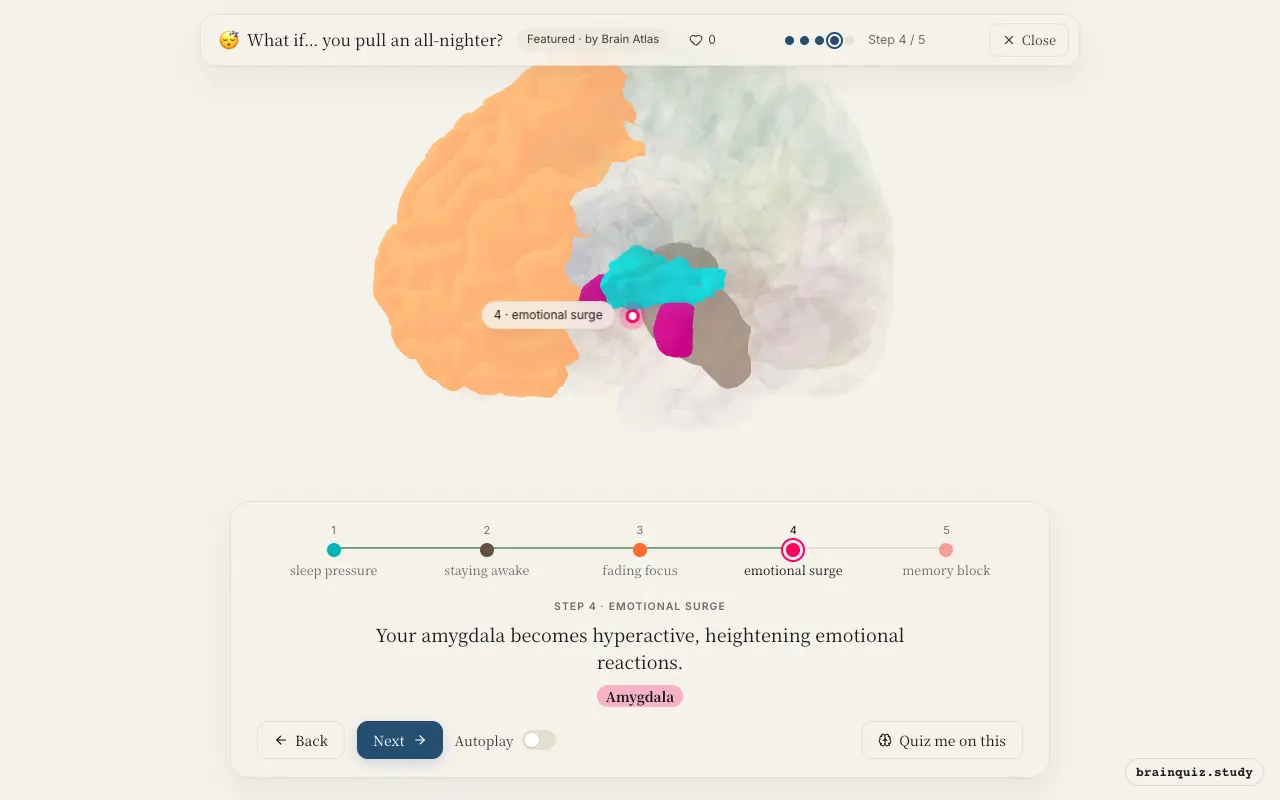 Step 4 of what happens in your brain when you pull an all-nighter: Hypothalamus, Brainstem, Prefrontal Cortex, Amygdala lit on the Brain Atlas 3D brain