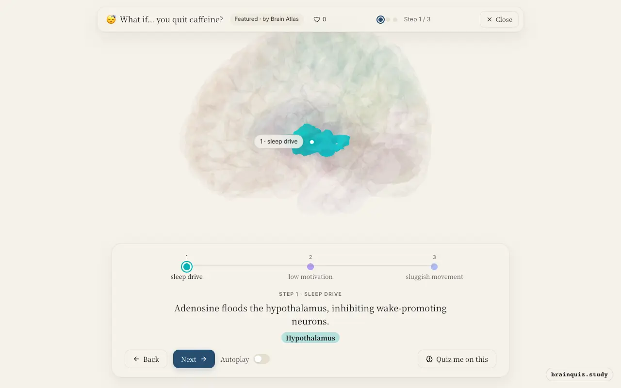 Step 1 of what happens in your brain when you quit caffeine: Hypothalamus lit on the Brain Atlas 3D brain
