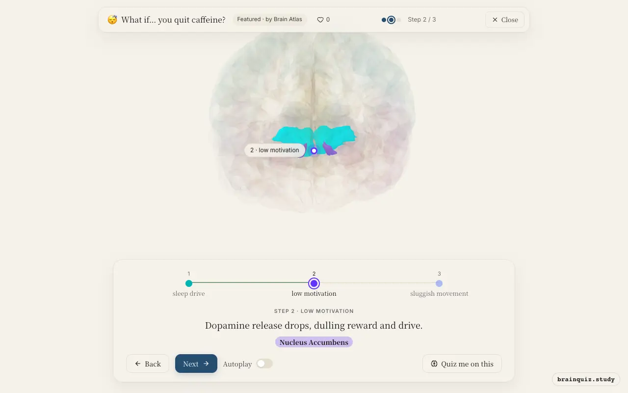Step 2 of what happens in your brain when you quit caffeine: Hypothalamus, Nucleus Accumbens lit on the Brain Atlas 3D brain