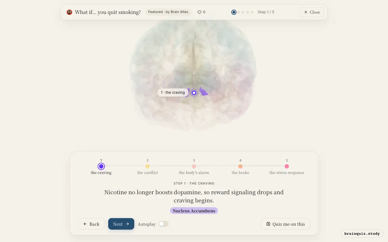 Step 1 of what happens in your brain when you quit smoking: Nucleus Accumbens lit on the Brain Atlas 3D brain