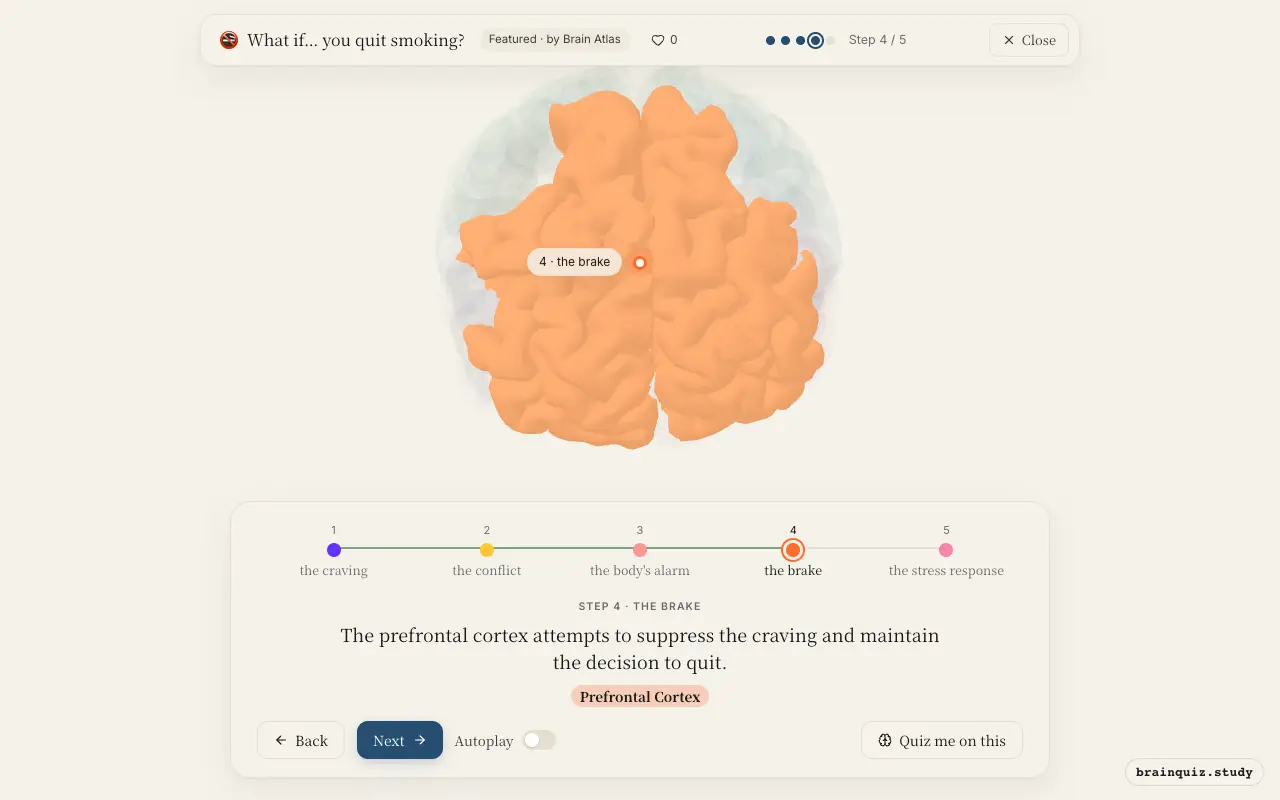 Step 4 of what happens in your brain when you quit smoking: Nucleus Accumbens, Anterior Cingulate Cortex, Insula, Prefrontal Cortex lit on the Brain Atlas 3D brain