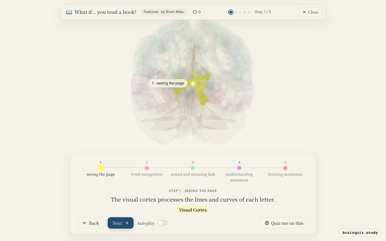 Step 1 of what happens in your brain when you read a book: Visual Cortex lit on the Brain Atlas 3D brain