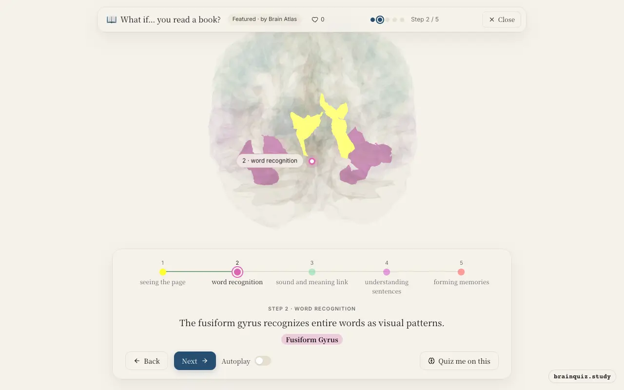 Step 2 of what happens in your brain when you read a book: Visual Cortex, Fusiform Gyrus lit on the Brain Atlas 3D brain