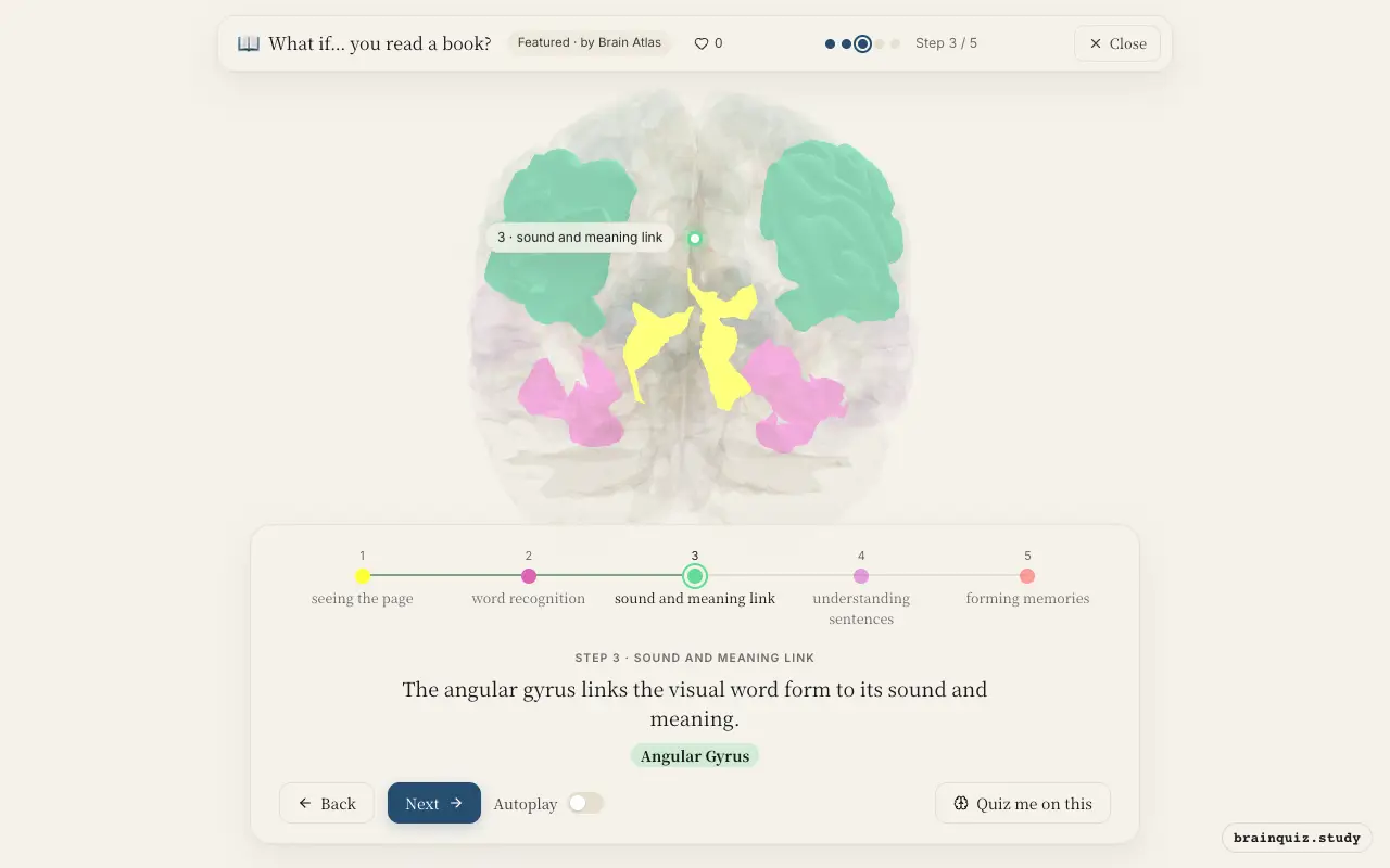 Step 3 of what happens in your brain when you read a book: Visual Cortex, Fusiform Gyrus, Angular Gyrus lit on the Brain Atlas 3D brain