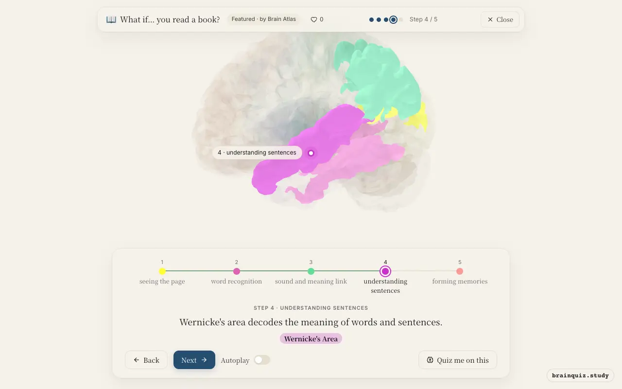 Step 4 of what happens in your brain when you read a book: Visual Cortex, Fusiform Gyrus, Angular Gyrus, Wernicke's Area lit on the Brain Atlas 3D brain
