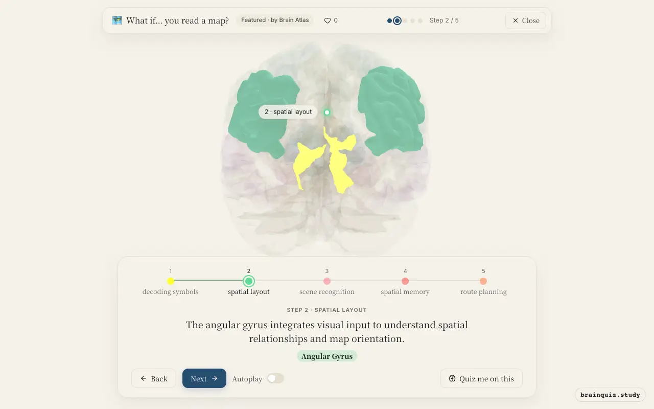 Step 2 of what happens in your brain when you read a map: Visual Cortex, Angular Gyrus lit on the Brain Atlas 3D brain