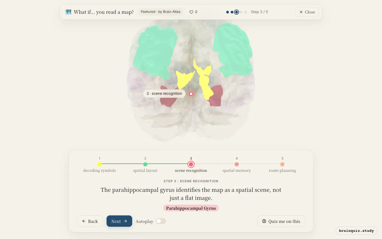 Step 3 of what happens in your brain when you read a map: Visual Cortex, Angular Gyrus, Parahippocampal Gyrus lit on the Brain Atlas 3D brain