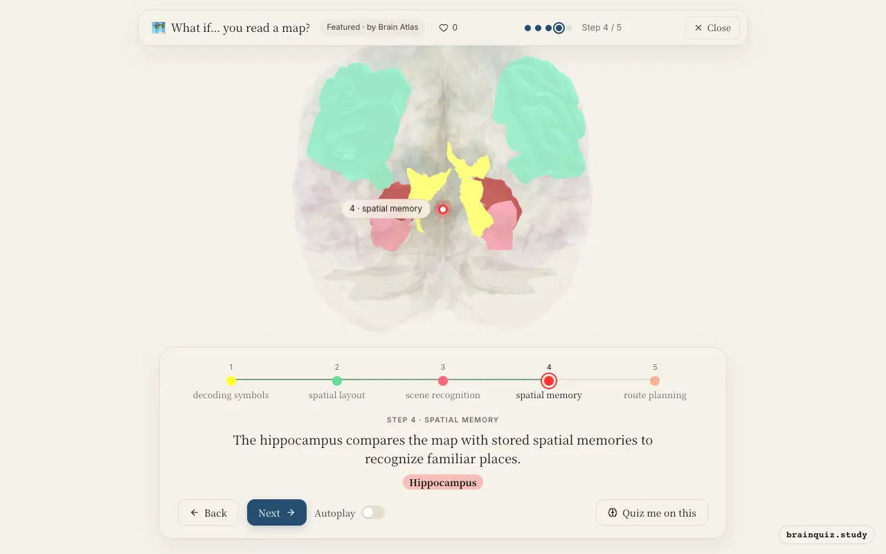 Step 4 of what happens in your brain when you read a map: Visual Cortex, Angular Gyrus, Parahippocampal Gyrus, Hippocampus lit on the Brain Atlas 3D brain