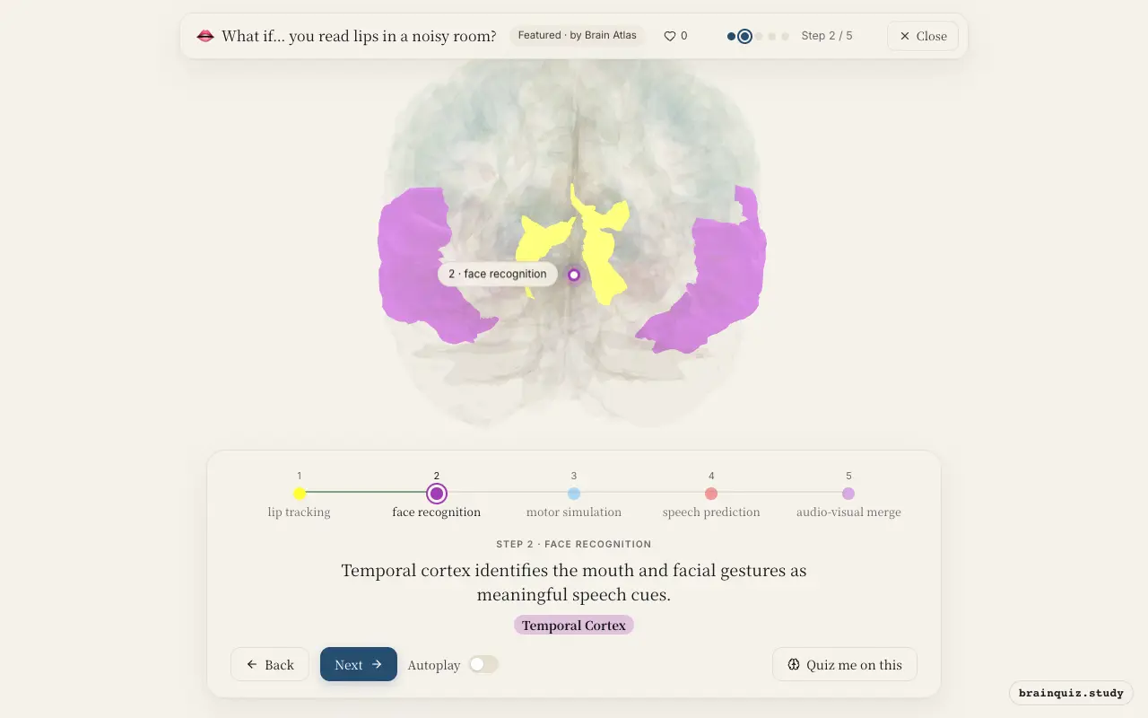 Step 2 of what happens in your brain when you read lips in a noisy room: Visual Cortex, Temporal Cortex lit on the Brain Atlas 3D brain