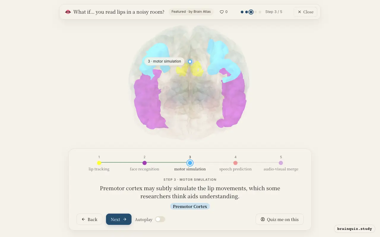 Step 3 of what happens in your brain when you read lips in a noisy room: Visual Cortex, Temporal Cortex, Premotor Cortex lit on the Brain Atlas 3D brain