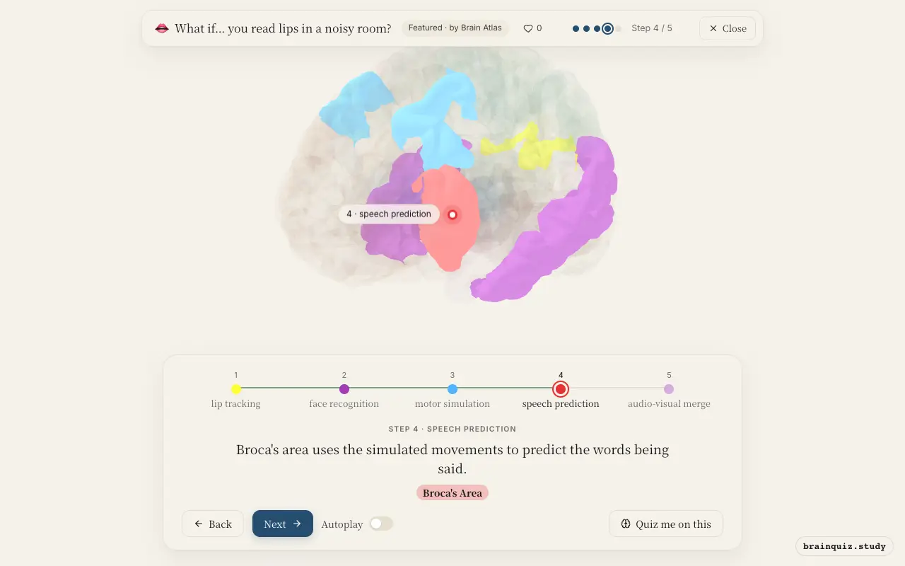 Step 4 of what happens in your brain when you read lips in a noisy room: Visual Cortex, Temporal Cortex, Premotor Cortex, Broca's Area lit on the Brain Atlas 3D brain