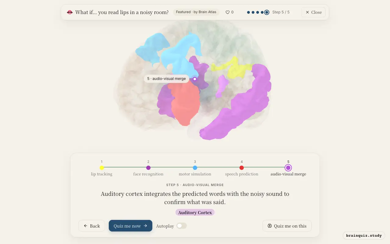 Visual Cortex, Temporal Cortex, Premotor Cortex, Broca's Area, Auditory Cortex lit up on the Brain Atlas 3D brain: what happens in your brain when you read lips in a noisy room