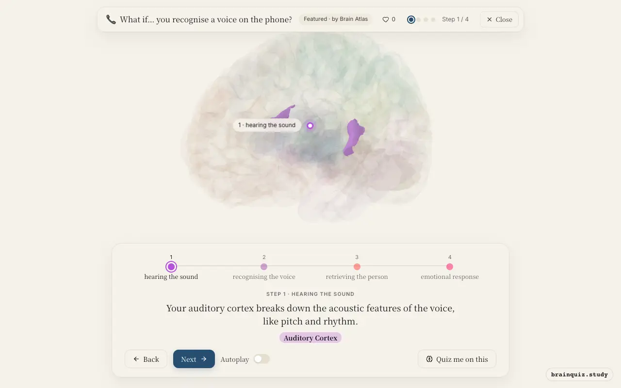 Step 1 of what happens in your brain when you recognise a voice on the phone: Auditory Cortex lit on the Brain Atlas 3D brain