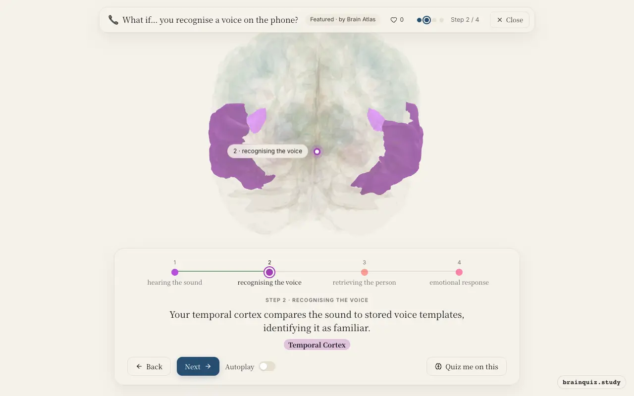 Step 2 of what happens in your brain when you recognise a voice on the phone: Auditory Cortex, Temporal Cortex lit on the Brain Atlas 3D brain