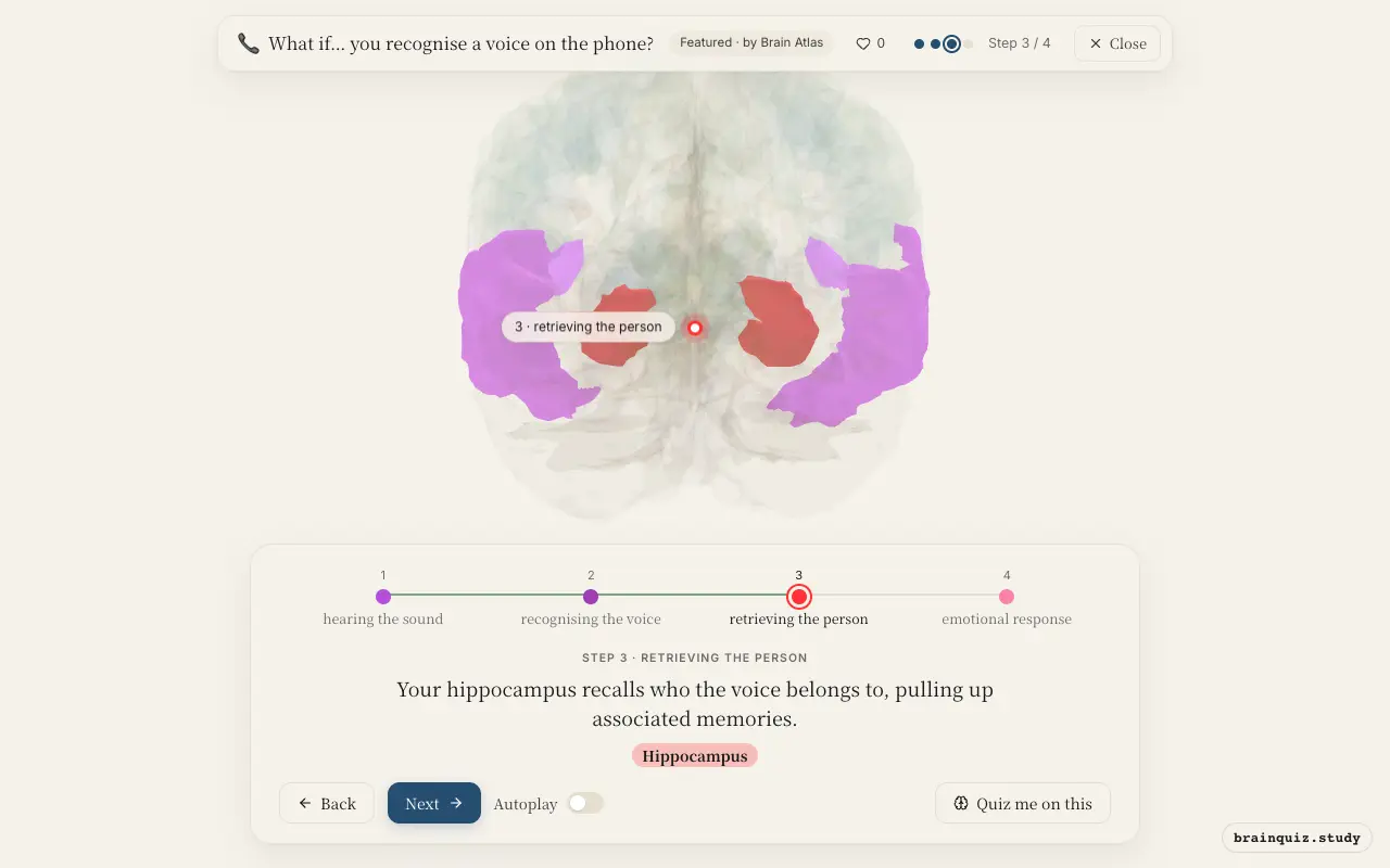 Step 3 of what happens in your brain when you recognise a voice on the phone: Auditory Cortex, Temporal Cortex, Hippocampus lit on the Brain Atlas 3D brain