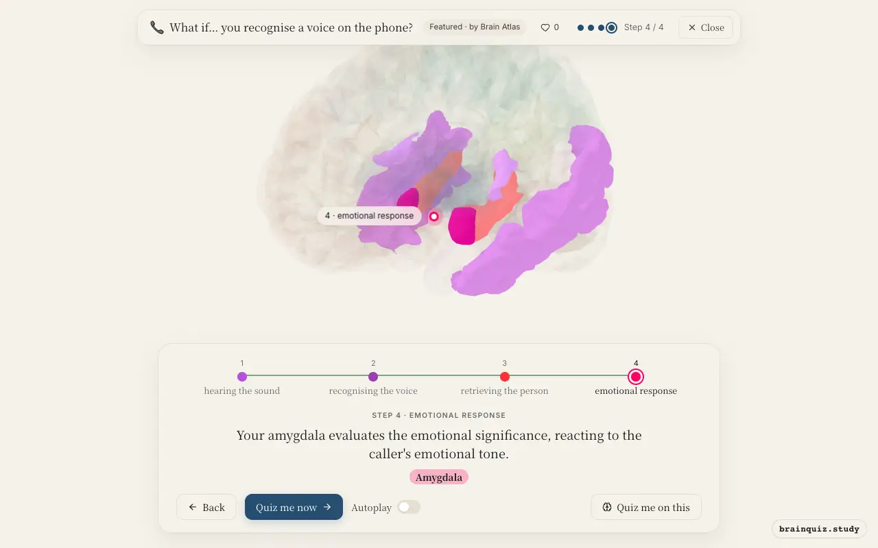 Auditory Cortex, Temporal Cortex, Hippocampus, Amygdala lit up on the Brain Atlas 3D brain: what happens in your brain when you recognise a voice on the phone