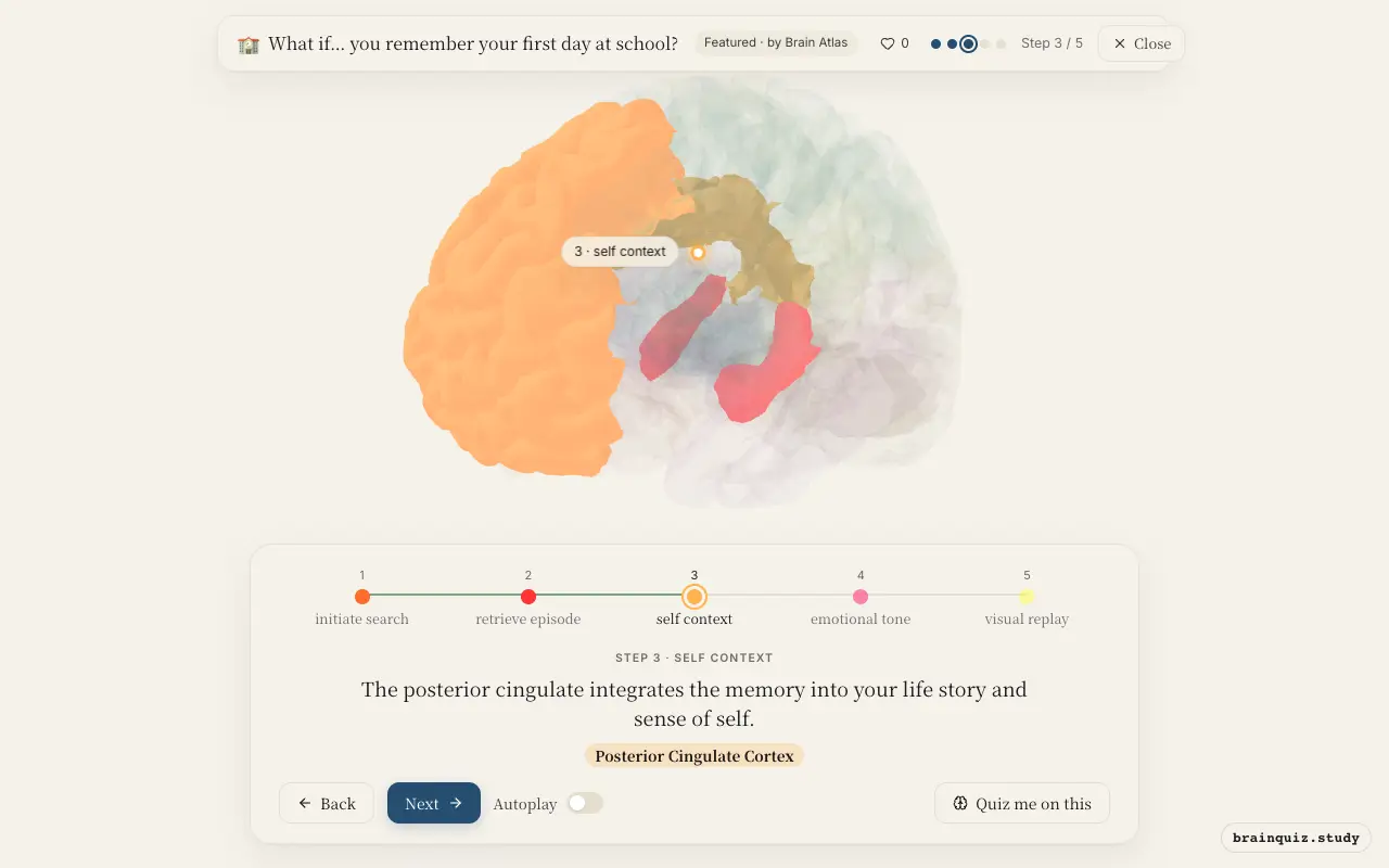Step 3 of what happens in your brain when you remember your first day at school: Prefrontal Cortex, Hippocampus, Posterior Cingulate Cortex lit on the Brain Atlas 3D brain