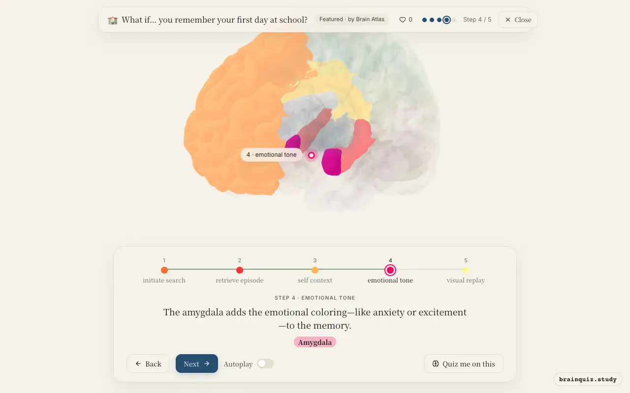 Step 4 of what happens in your brain when you remember your first day at school: Prefrontal Cortex, Hippocampus, Posterior Cingulate Cortex, Amygdala lit on the Brain Atlas 3D brain