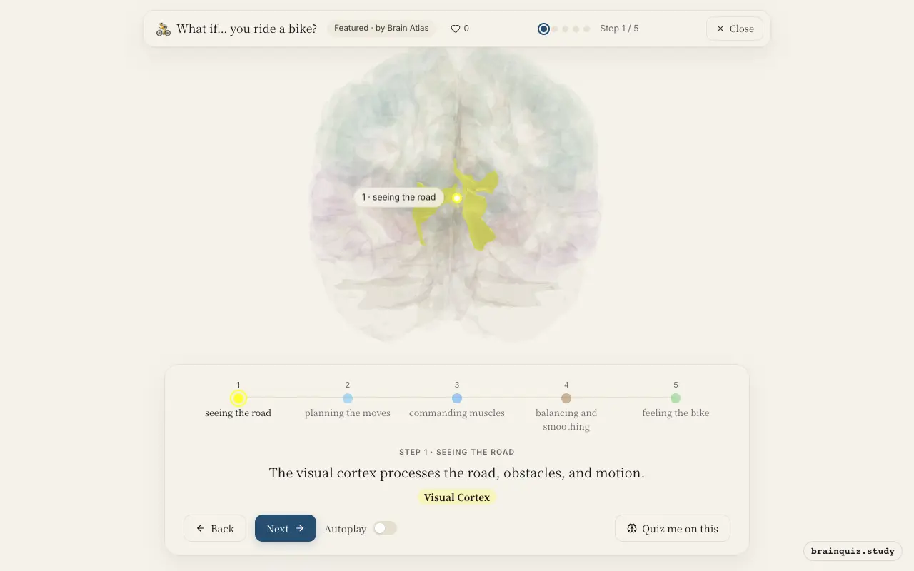 Step 1 of what happens in your brain when you ride a bike: Visual Cortex lit on the Brain Atlas 3D brain