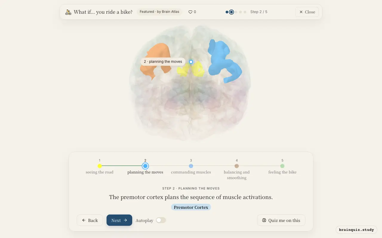 Step 2 of what happens in your brain when you ride a bike: Visual Cortex, Premotor Cortex lit on the Brain Atlas 3D brain