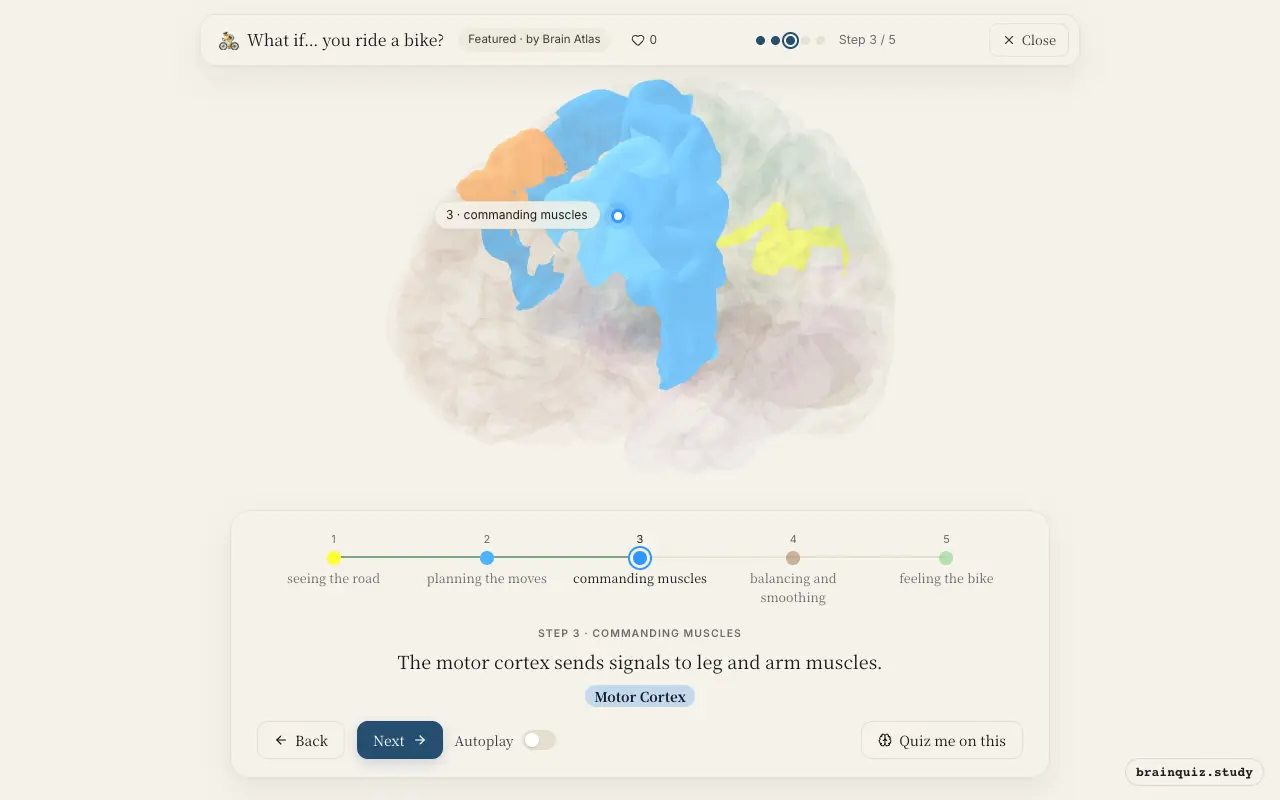 Step 3 of what happens in your brain when you ride a bike: Visual Cortex, Premotor Cortex, Motor Cortex lit on the Brain Atlas 3D brain