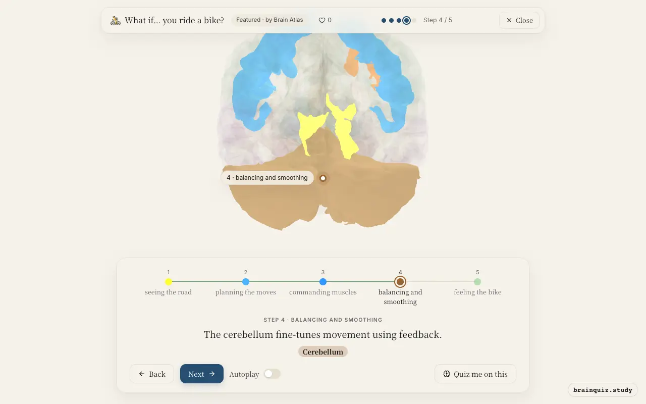 Step 4 of what happens in your brain when you ride a bike: Visual Cortex, Premotor Cortex, Motor Cortex, Cerebellum lit on the Brain Atlas 3D brain