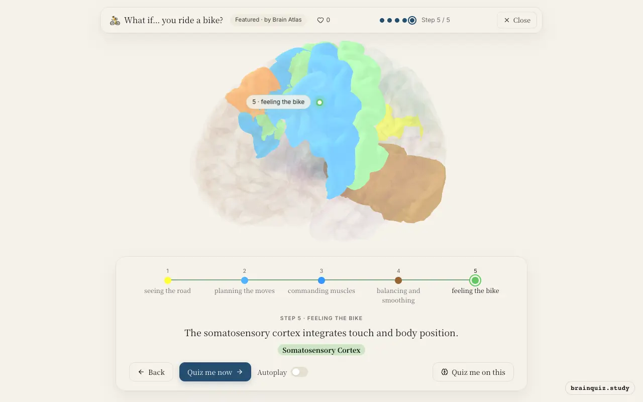 Visual Cortex, Premotor Cortex, Motor Cortex, Cerebellum, Somatosensory Cortex lit up on the Brain Atlas 3D brain: what happens in your brain when you ride a bike