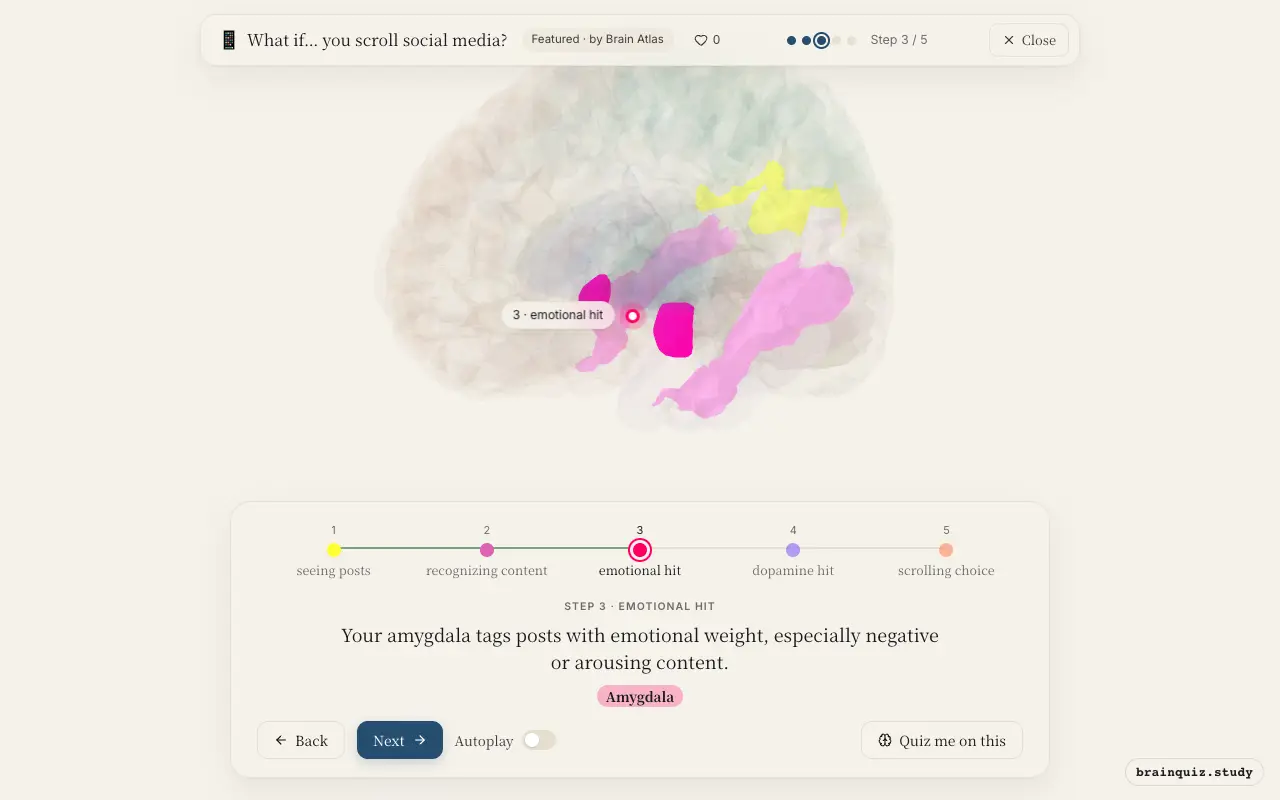 Step 3 of what happens in your brain when you scroll social media: Visual Cortex, Fusiform Gyrus, Amygdala lit on the Brain Atlas 3D brain