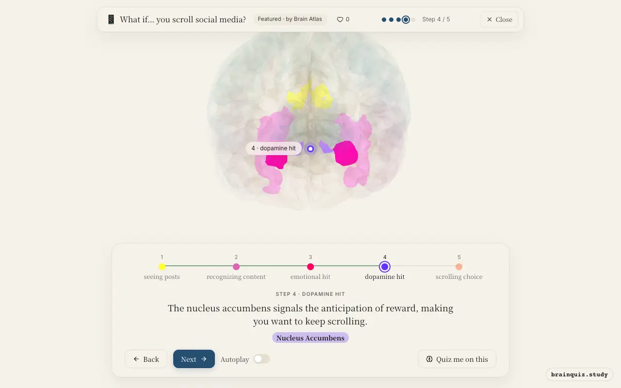 Step 4 of what happens in your brain when you scroll social media: Visual Cortex, Fusiform Gyrus, Amygdala, Nucleus Accumbens lit on the Brain Atlas 3D brain