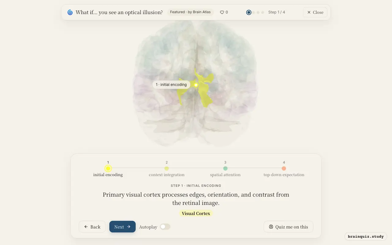 Step 1 of what happens in your brain when you see an optical illusion: Visual Cortex lit on the Brain Atlas 3D brain