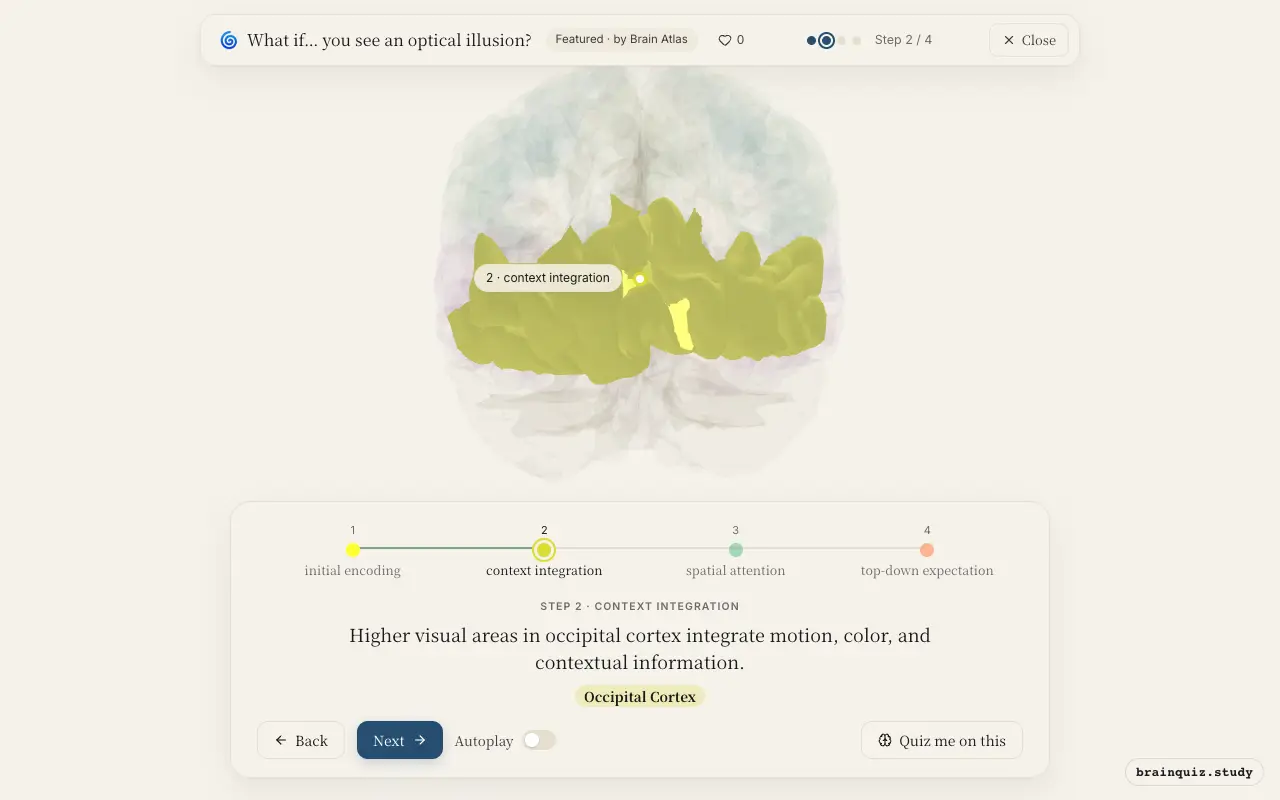Step 2 of what happens in your brain when you see an optical illusion: Visual Cortex, Occipital Cortex lit on the Brain Atlas 3D brain
