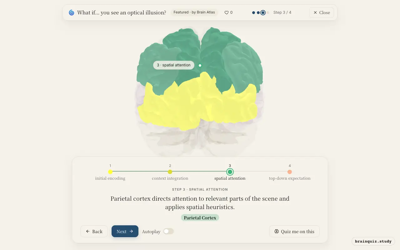 Step 3 of what happens in your brain when you see an optical illusion: Visual Cortex, Occipital Cortex, Parietal Cortex lit on the Brain Atlas 3D brain