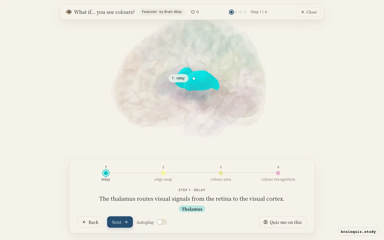 Step 1 of what happens in your brain when you see colours: Thalamus lit on the Brain Atlas 3D brain