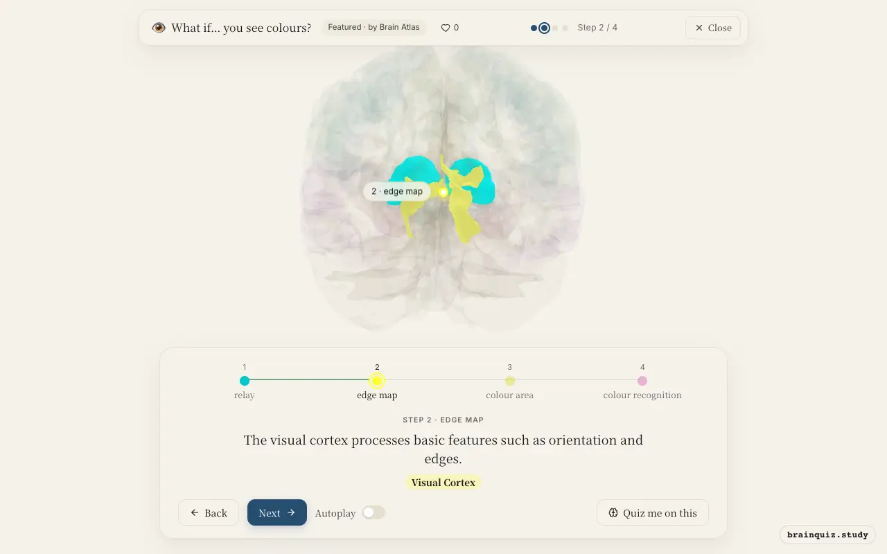 Step 2 of what happens in your brain when you see colours: Thalamus, Visual Cortex lit on the Brain Atlas 3D brain