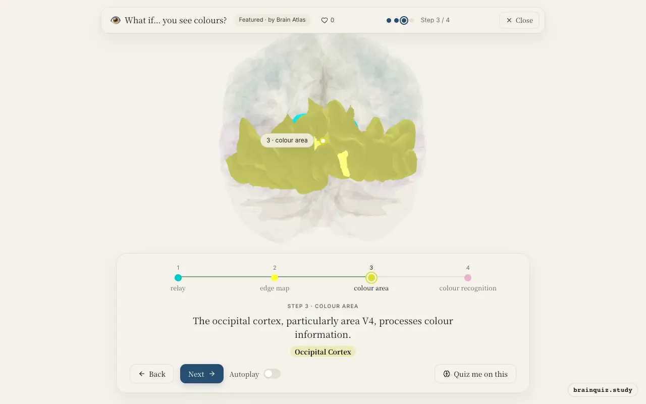 Step 3 of what happens in your brain when you see colours: Thalamus, Visual Cortex, Occipital Cortex lit on the Brain Atlas 3D brain