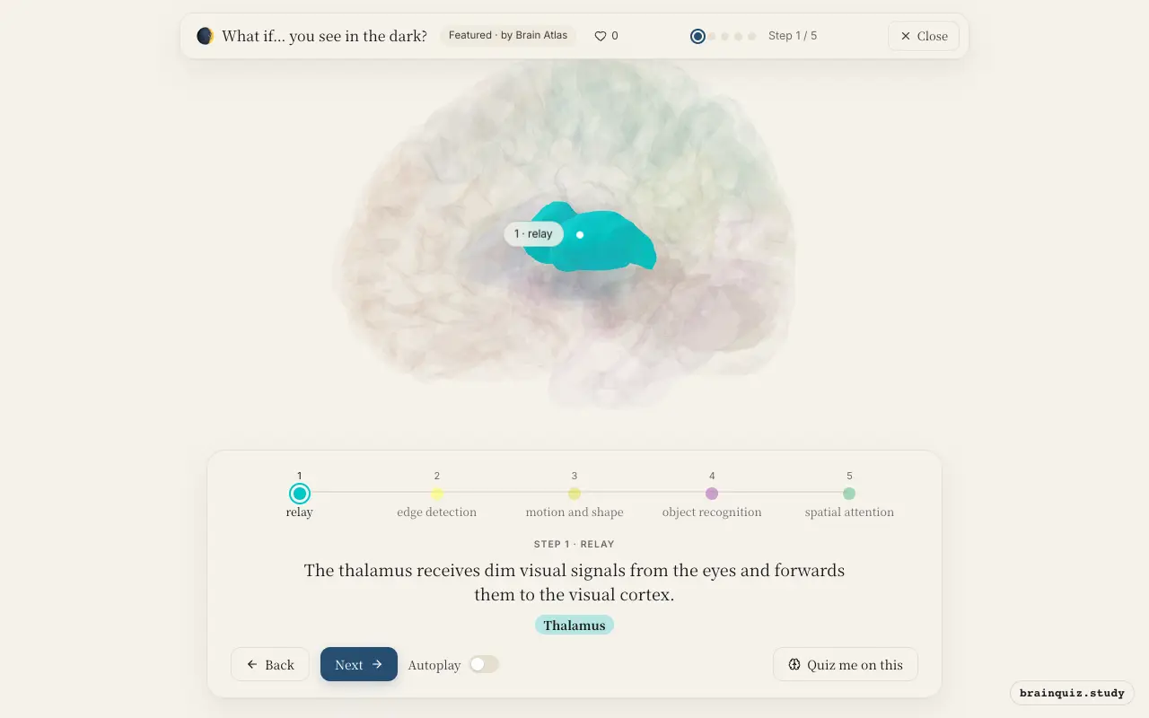 Step 1 of what happens in your brain when you see in the dark: Thalamus lit on the Brain Atlas 3D brain