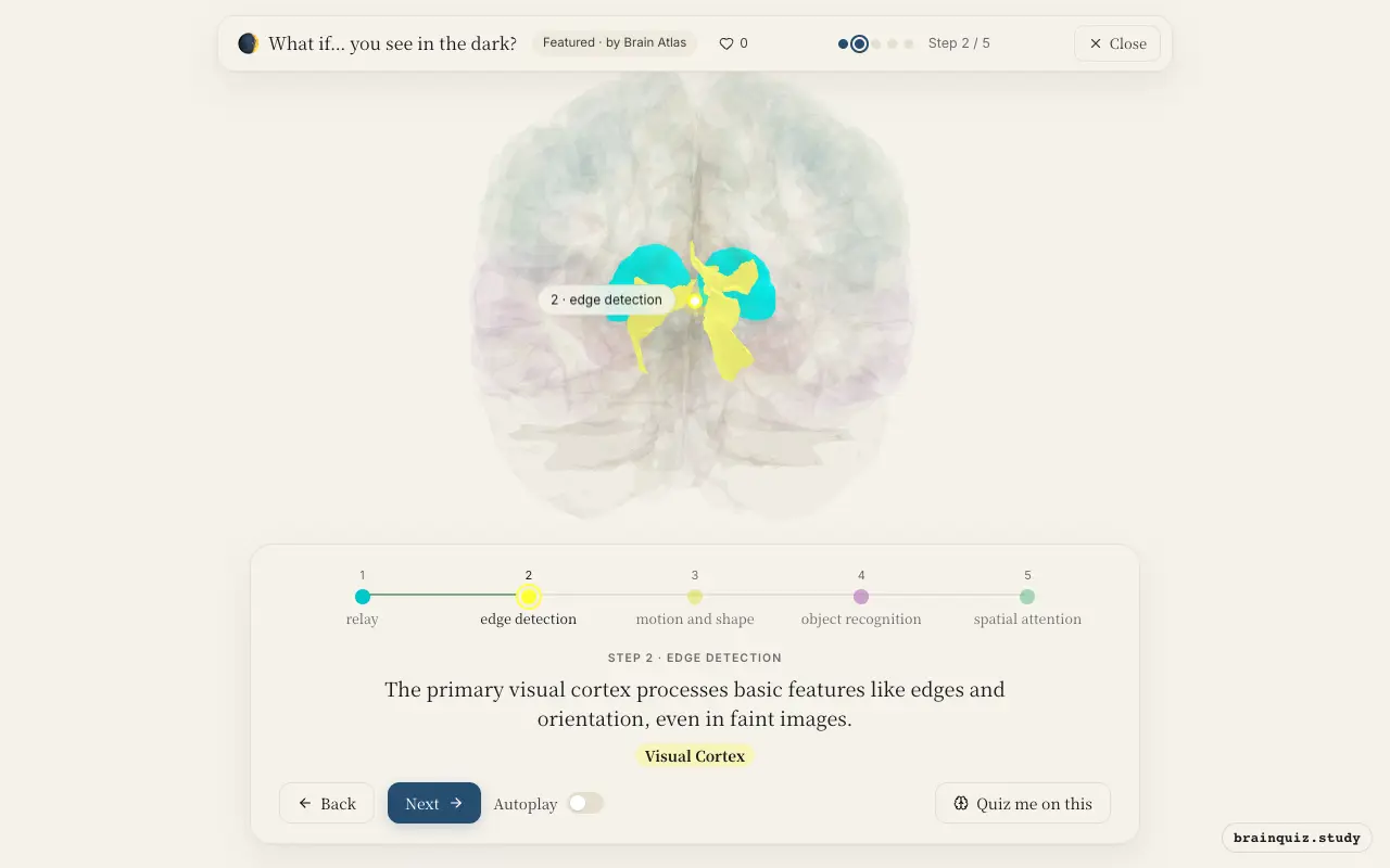 Step 2 of what happens in your brain when you see in the dark: Thalamus, Visual Cortex lit on the Brain Atlas 3D brain