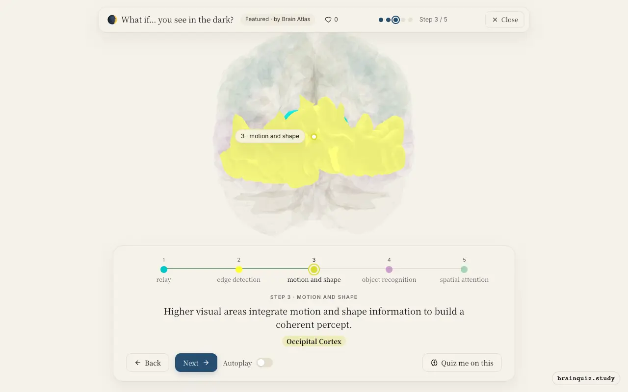 Step 3 of what happens in your brain when you see in the dark: Thalamus, Visual Cortex, Occipital Cortex lit on the Brain Atlas 3D brain