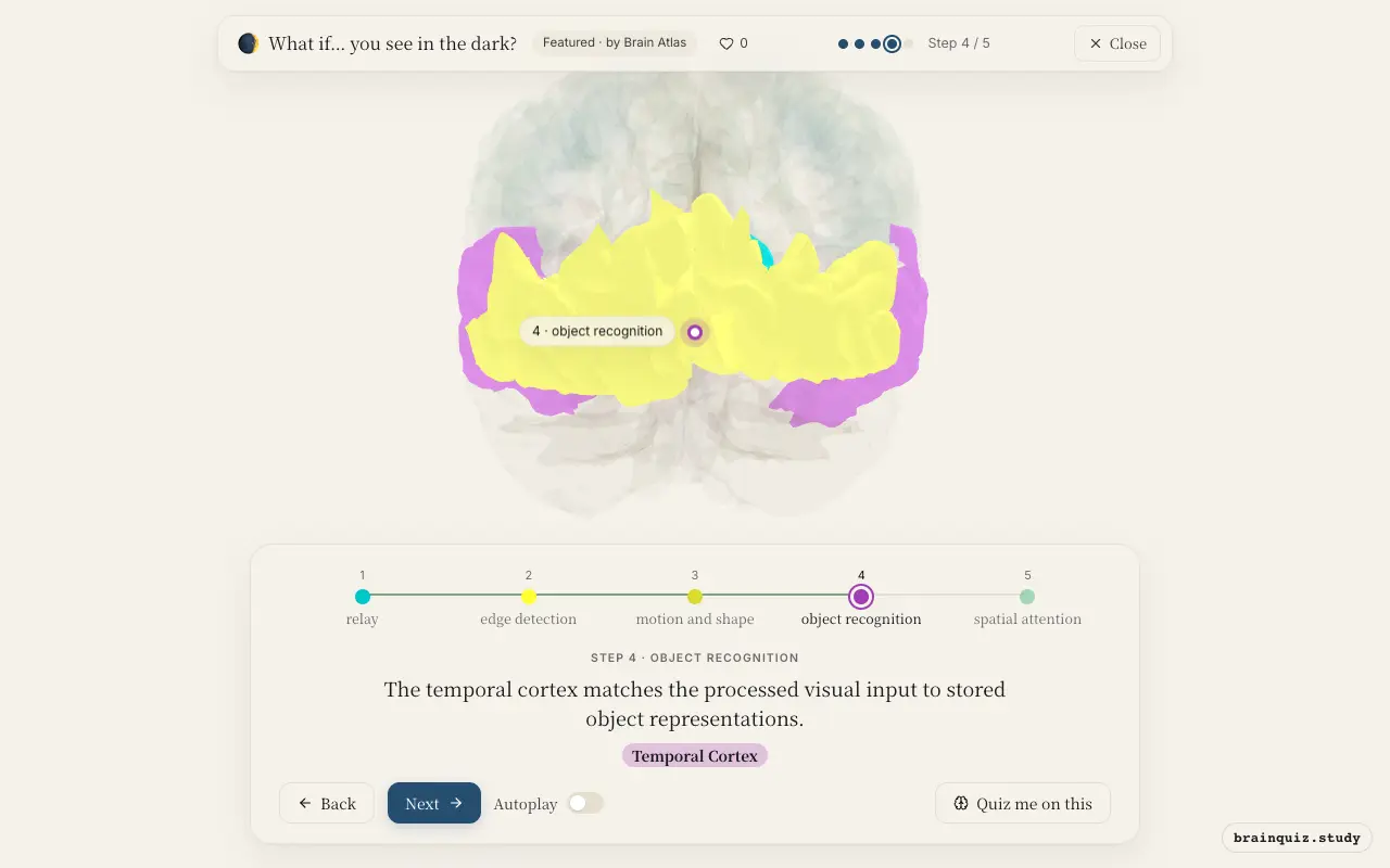 Step 4 of what happens in your brain when you see in the dark: Thalamus, Visual Cortex, Occipital Cortex, Temporal Cortex lit on the Brain Atlas 3D brain