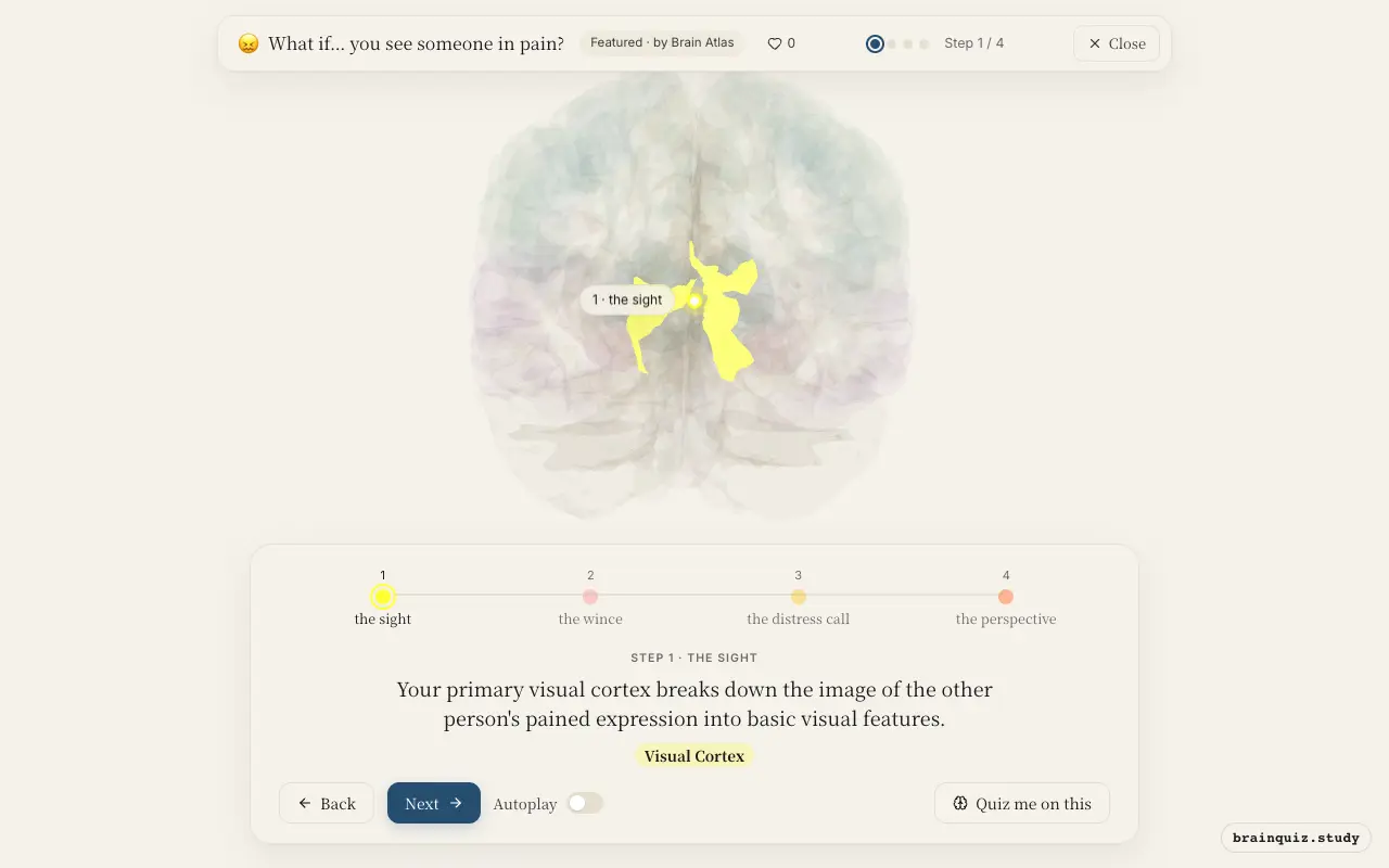 Step 1 of what happens in your brain when you see someone in pain: Visual Cortex lit on the Brain Atlas 3D brain