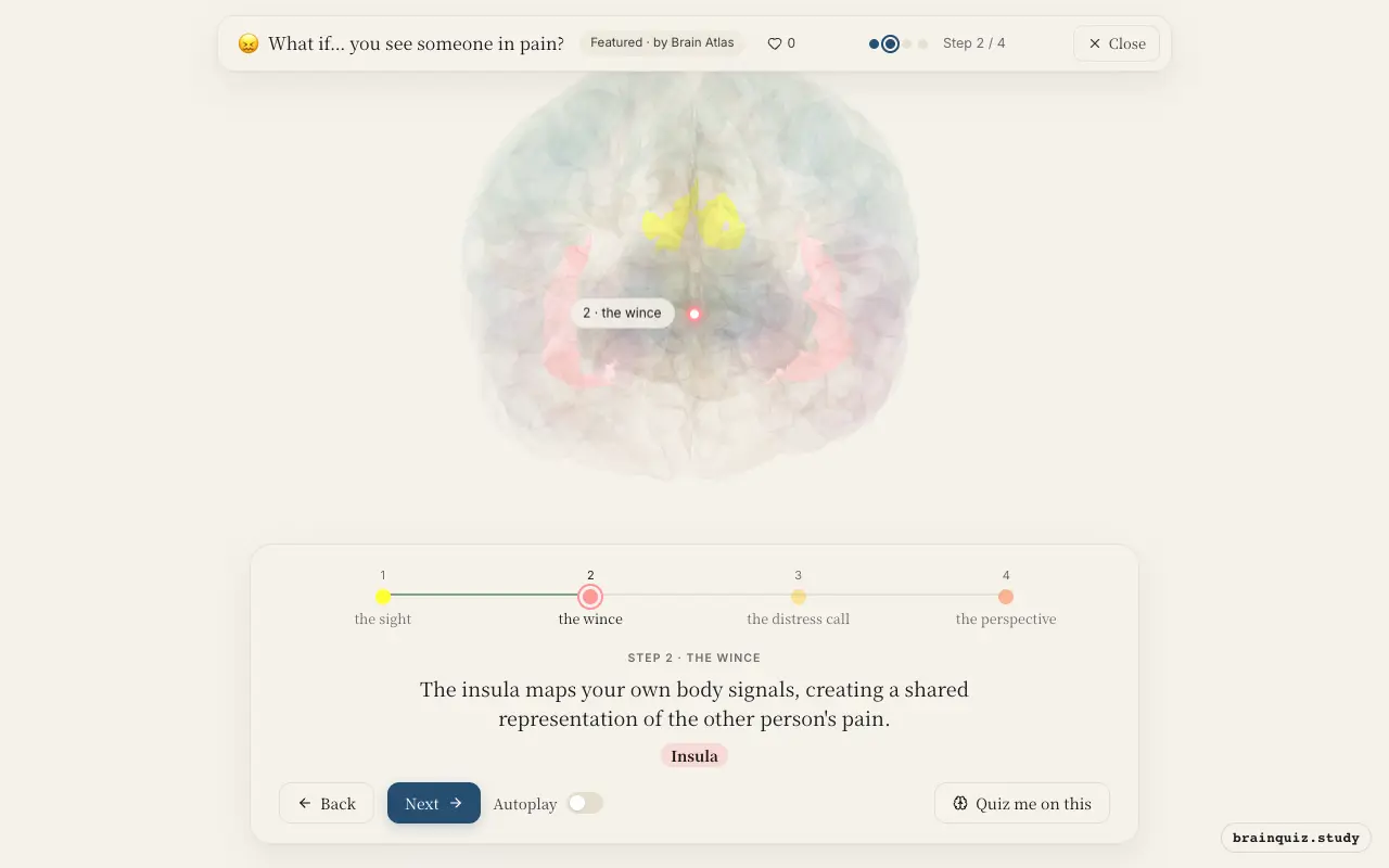 Step 2 of what happens in your brain when you see someone in pain: Visual Cortex, Insula lit on the Brain Atlas 3D brain