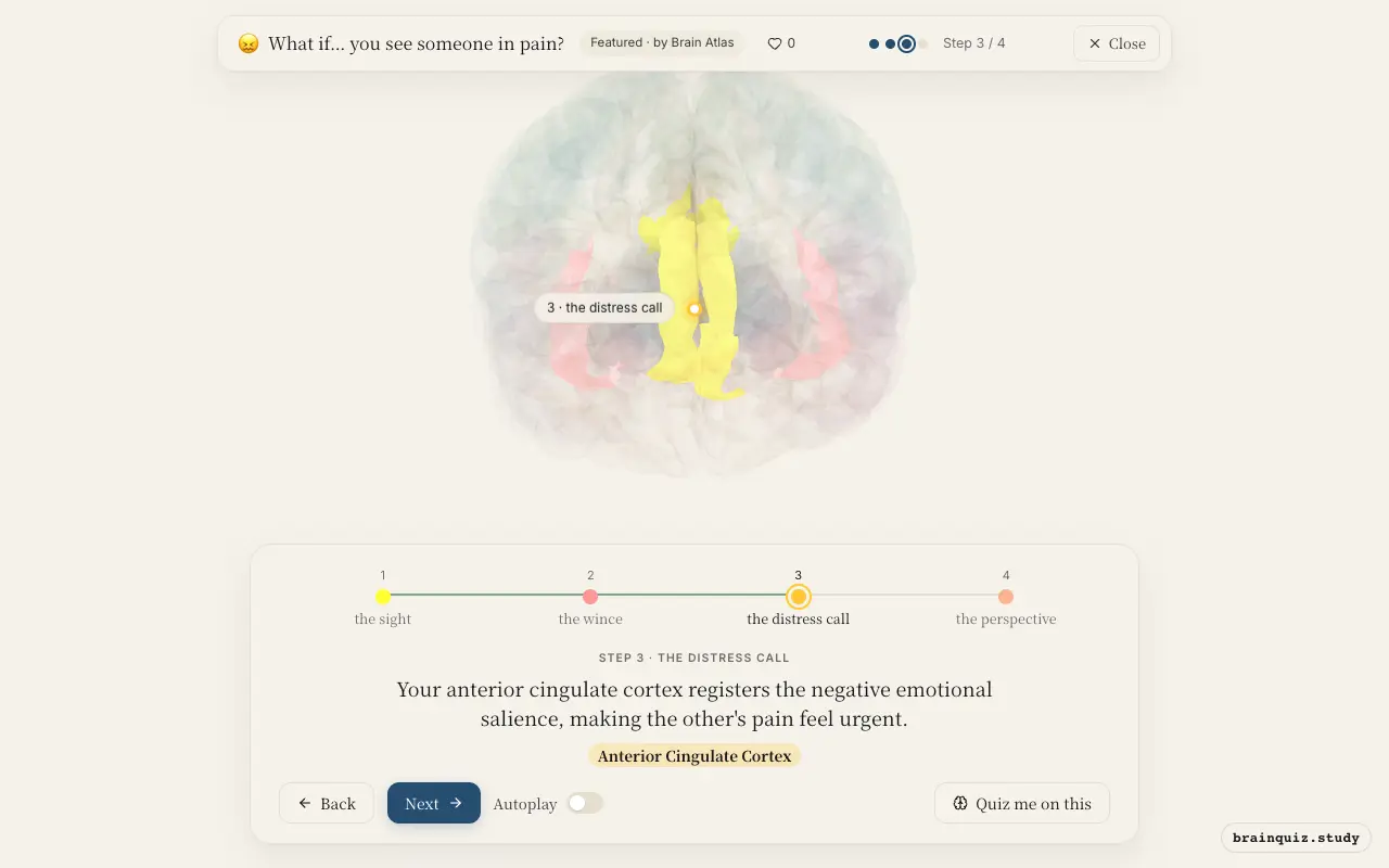Step 3 of what happens in your brain when you see someone in pain: Visual Cortex, Insula, Anterior Cingulate Cortex lit on the Brain Atlas 3D brain