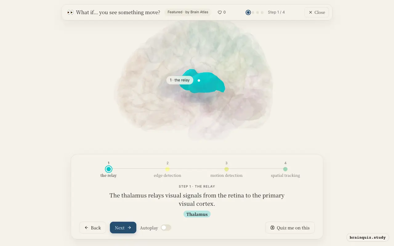 Step 1 of what happens in your brain when you see something move: Thalamus lit on the Brain Atlas 3D brain